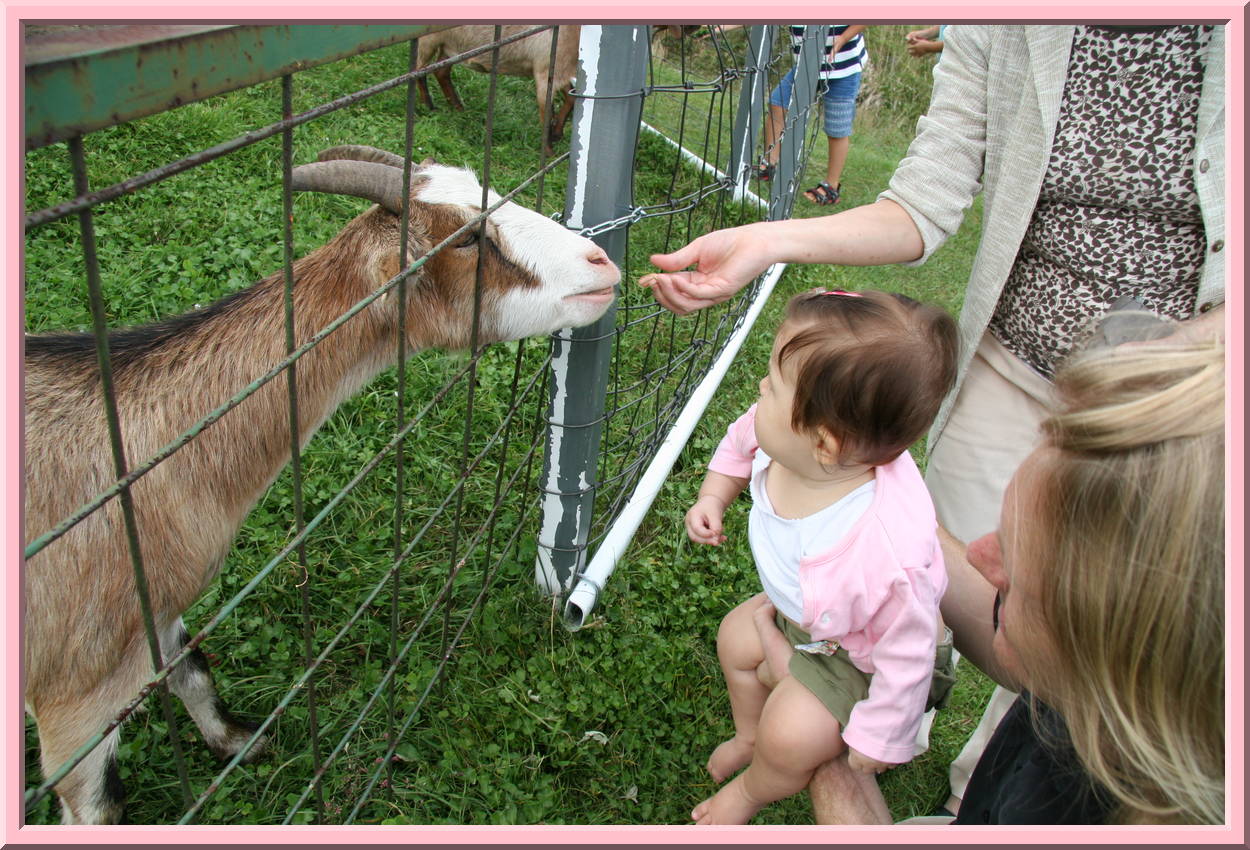 Feeding Goats