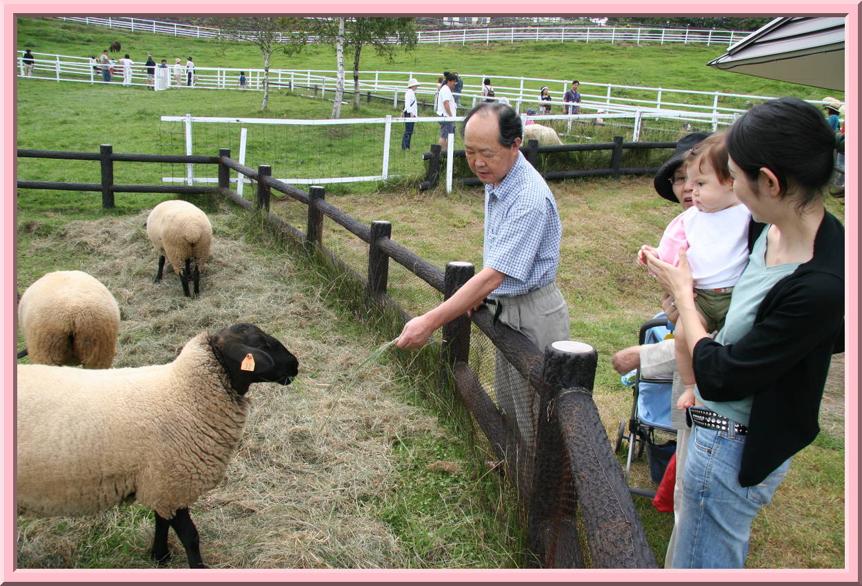 Sheep