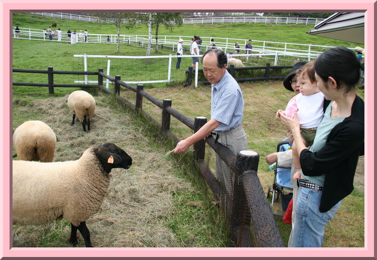 Sheep