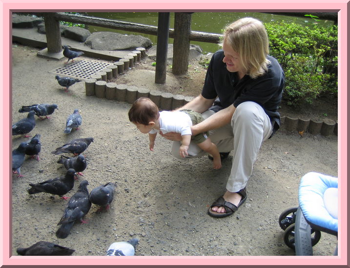 Pigeons