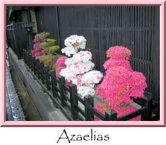 Azaelias Thumbnail