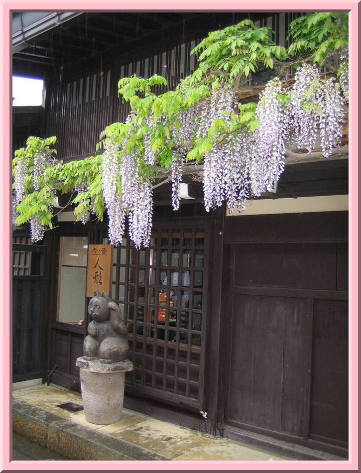 Wisteria