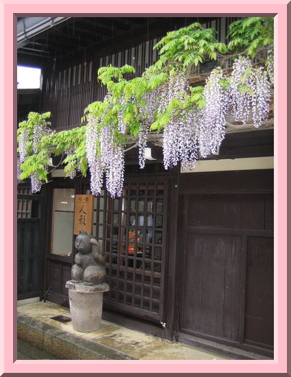 Wisteria