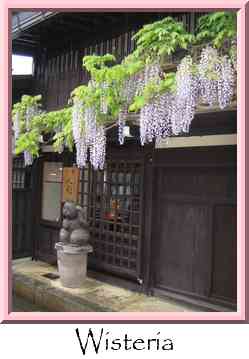 Wisteria Thumbnail