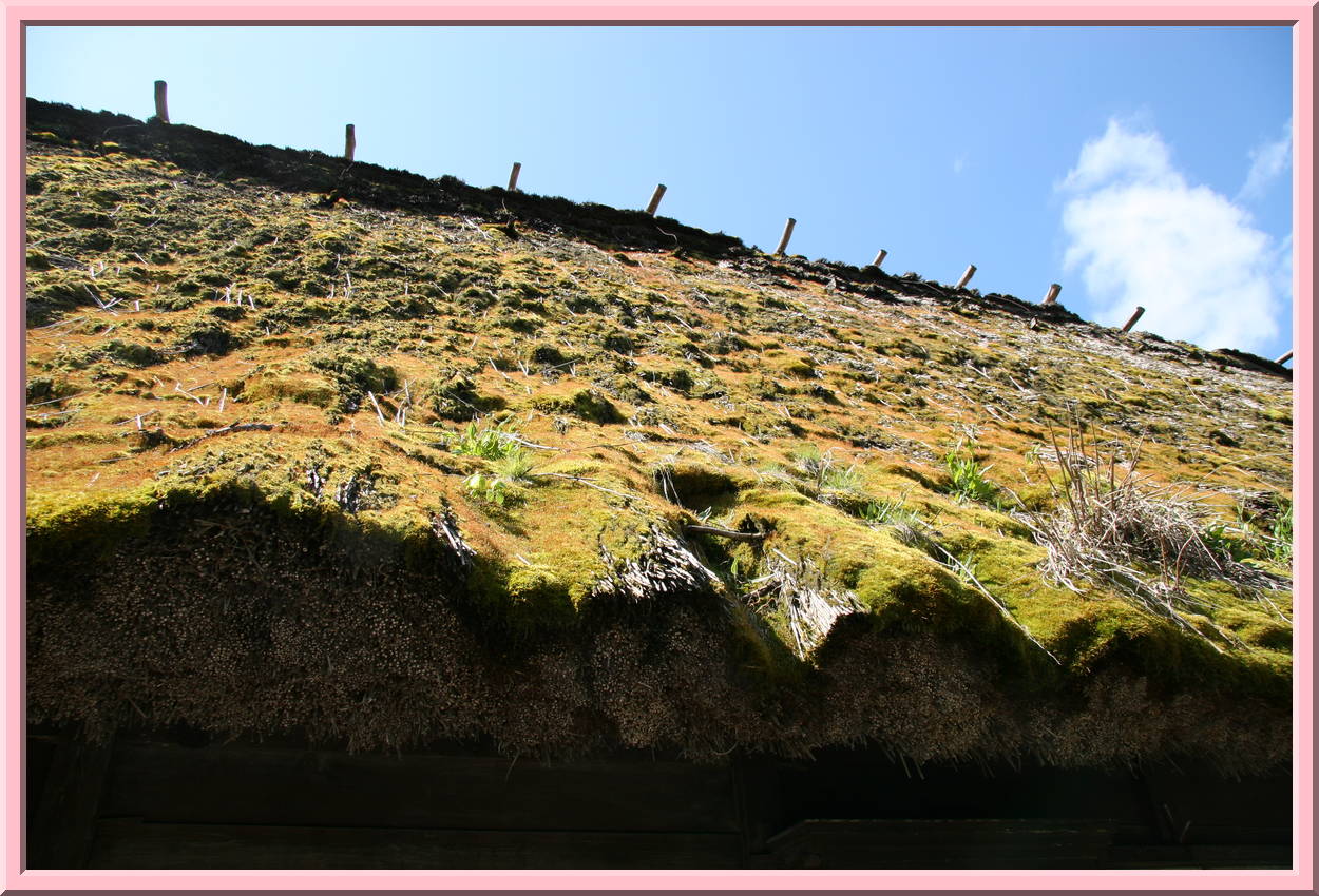 Moss