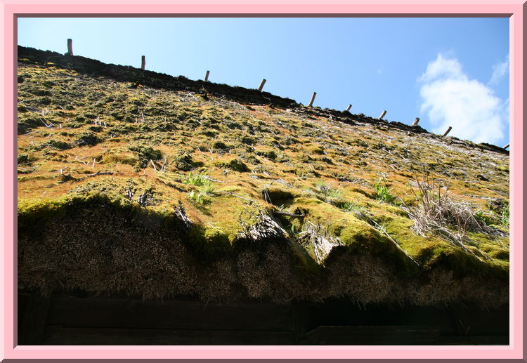 Moss