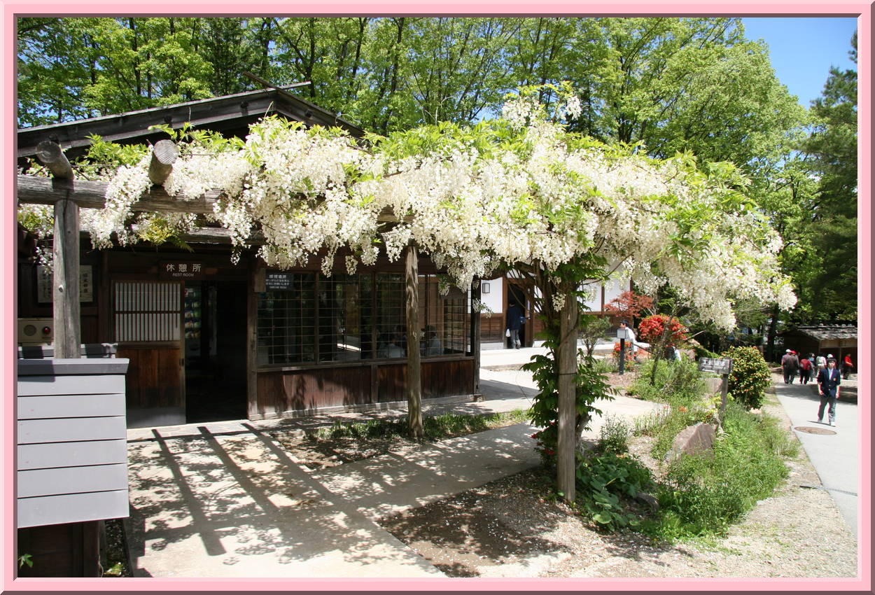 White wisteria
