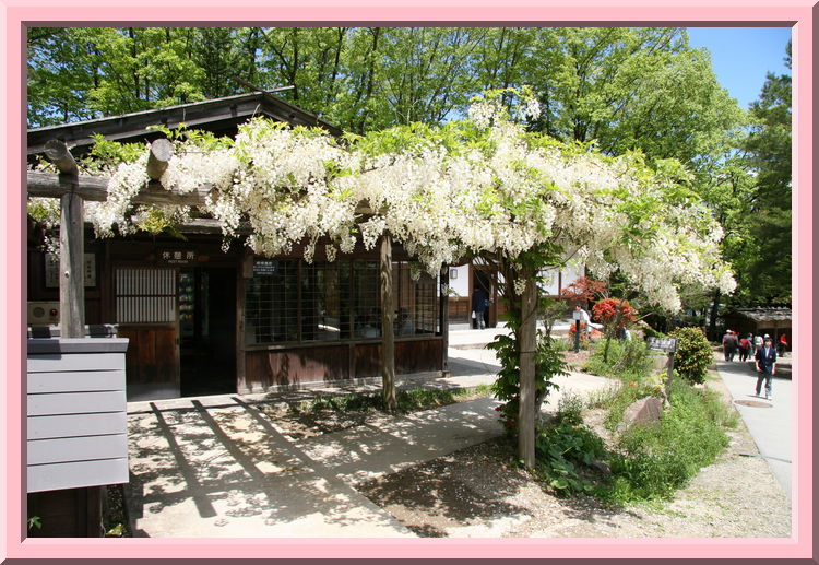 White wisteria