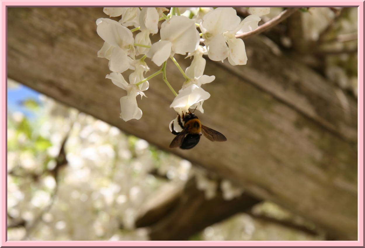 Bee