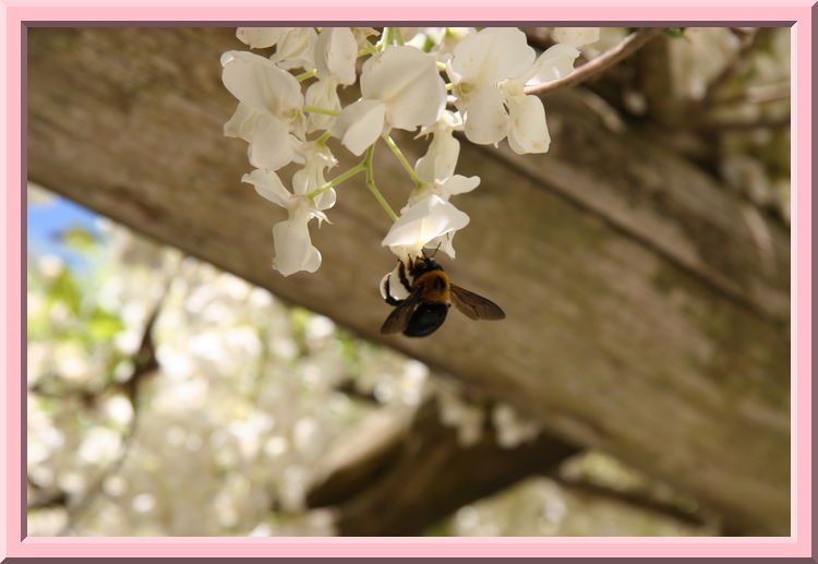 Bee