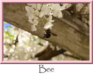 Bee Thumbnail