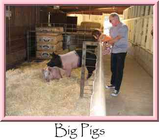 Big Pigs Thumbnail