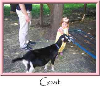 Goat Thumbnail