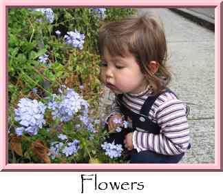 Flowers Thumbnail
