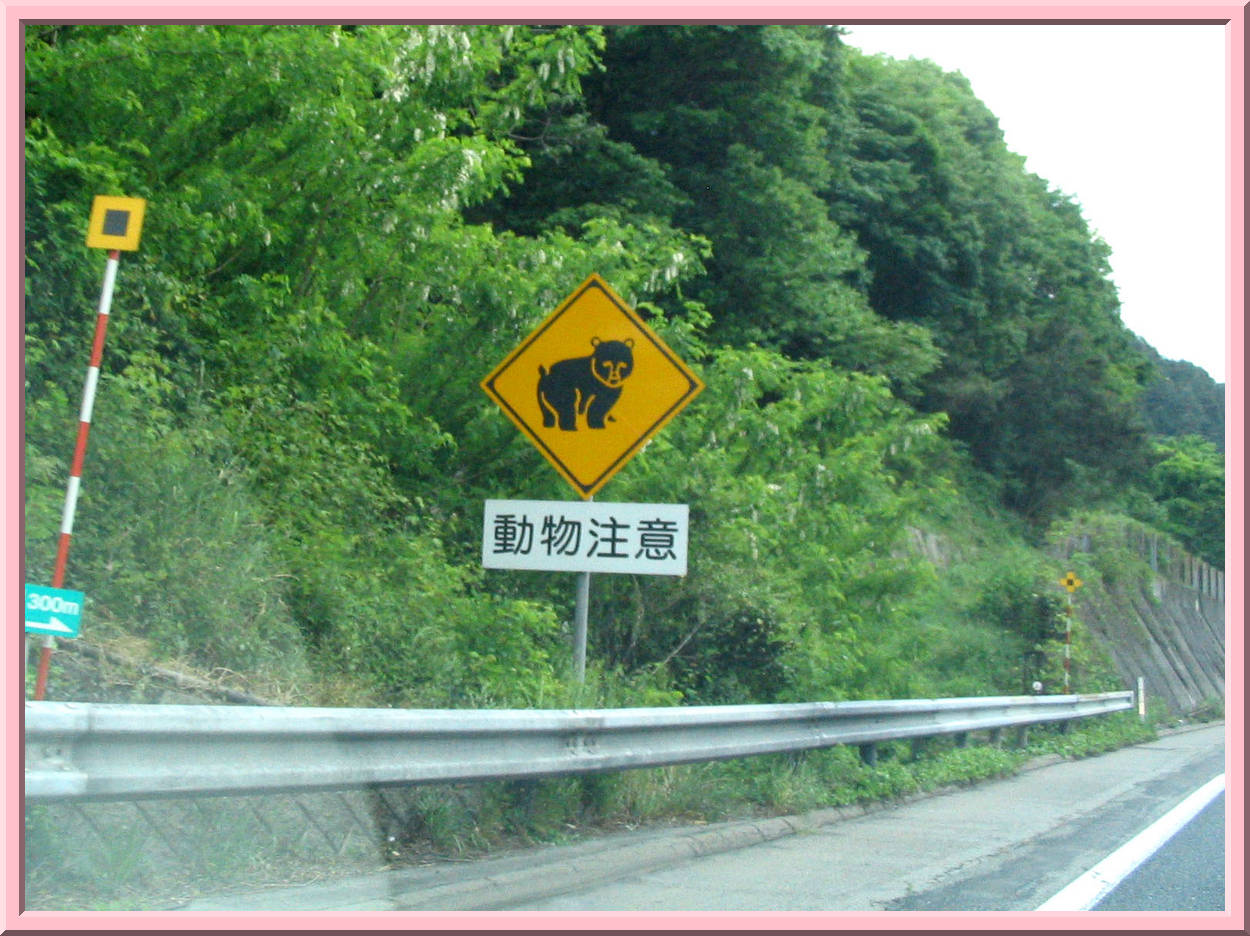 Bear Crossing