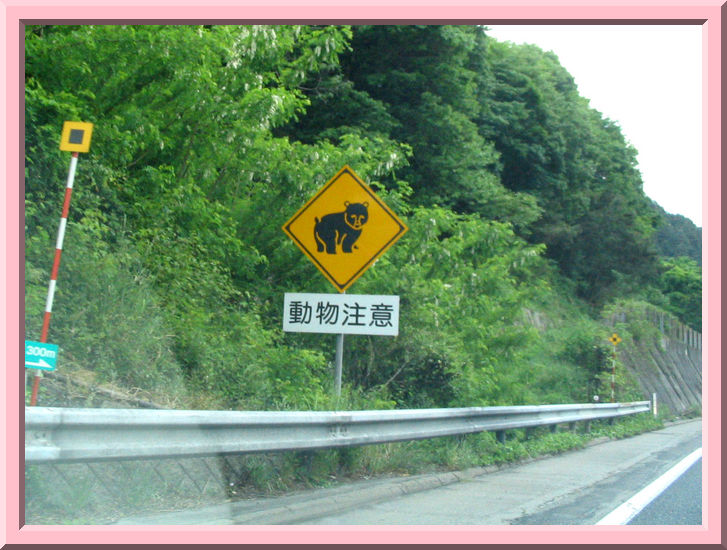 Bear Crossing