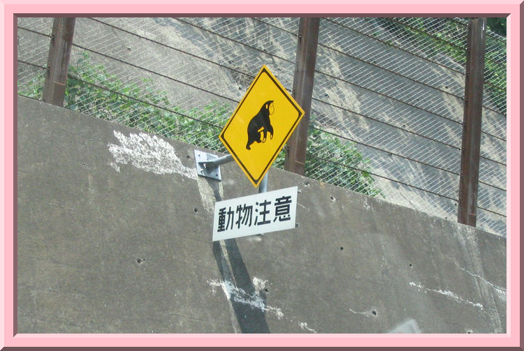 Monkey Crossing