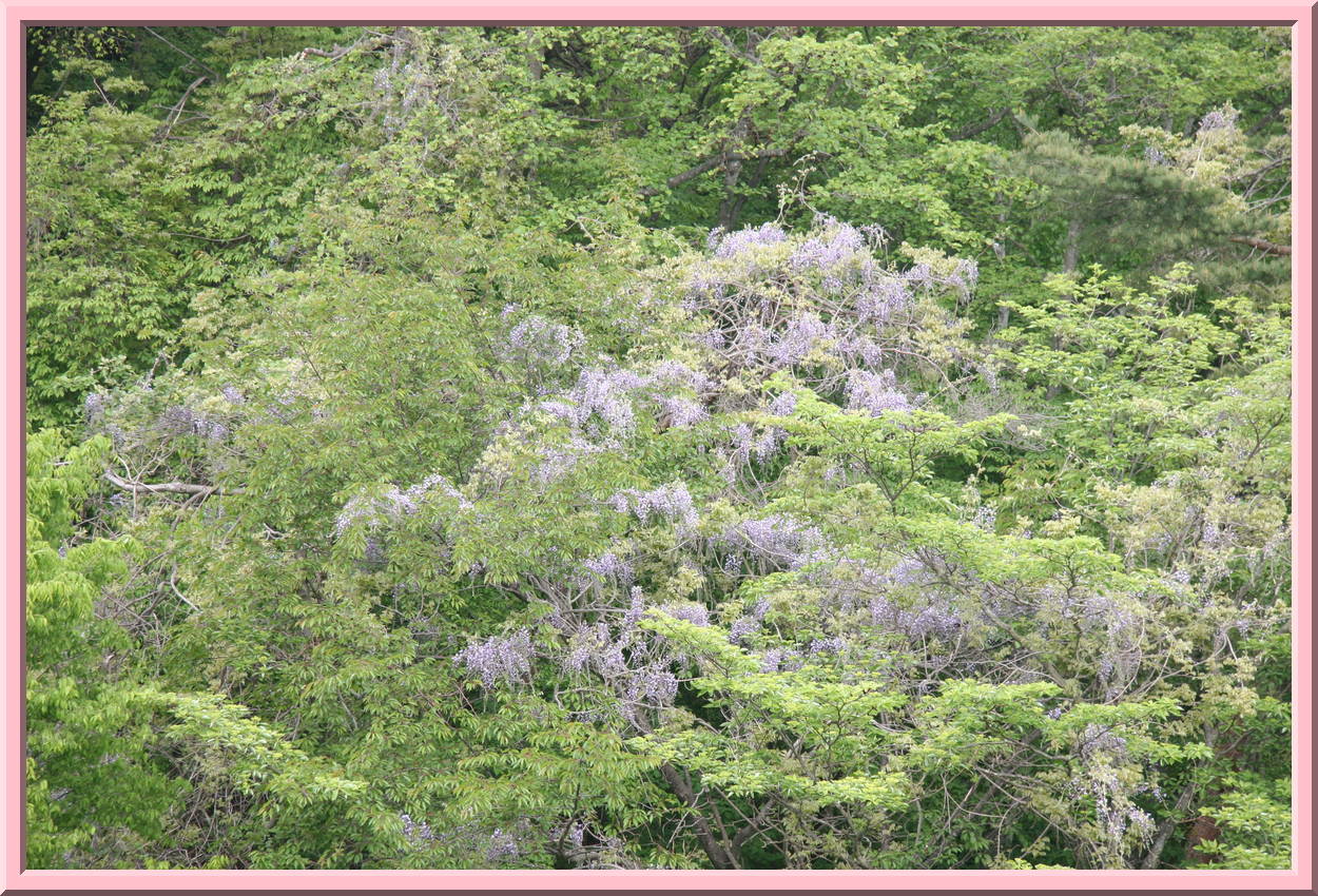 Wild Wisterias
