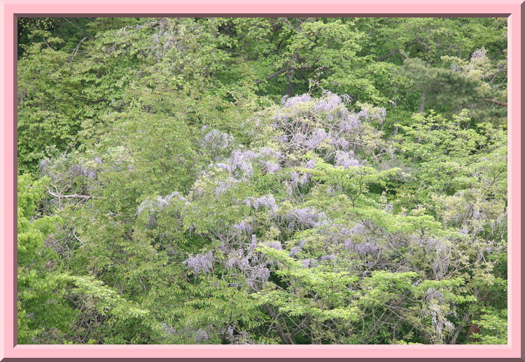 Wild Wisterias
