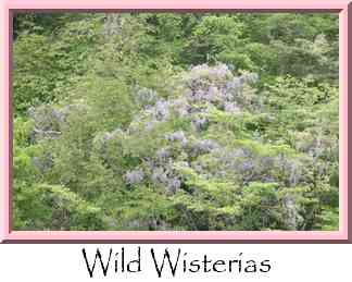 Wild Wisterias Thumbnail