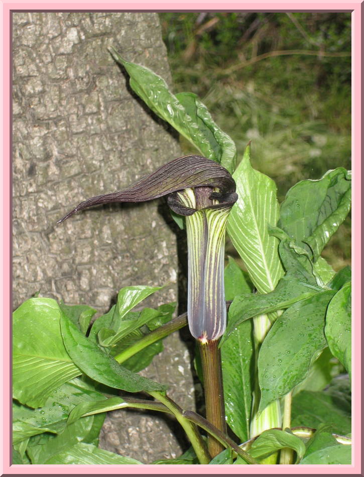 Interesting Flower