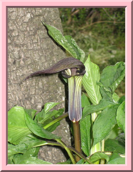 Interesting Flower
