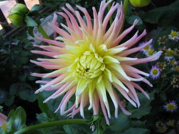 Image 2006-07-02-IXY50-3026.jpg