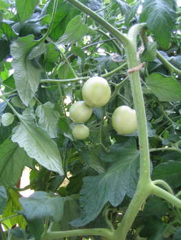 Image 2006-07-02-IXY50-3028.jpg