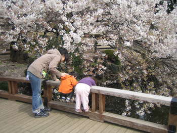 Image 2007-04-06-IXY50-4462.jpg