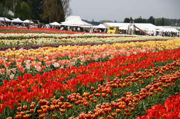Image 2008-04-26-20D-0592.jpg