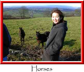 Horses Thumbnail