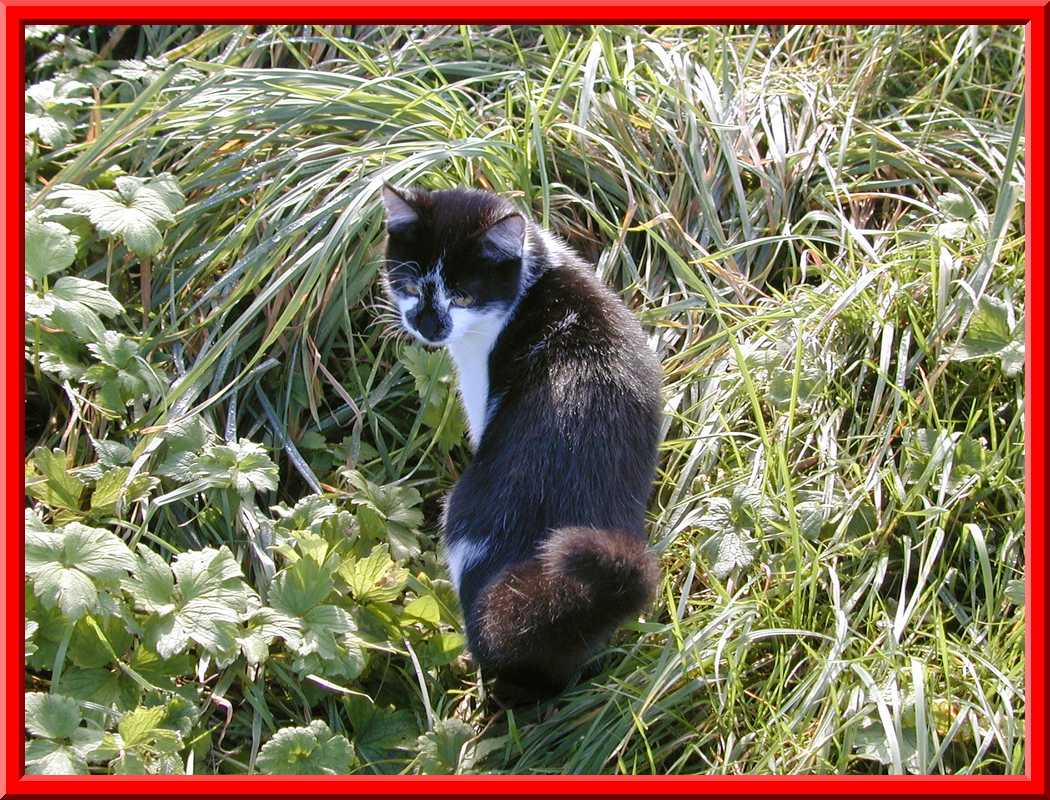 Cute cat