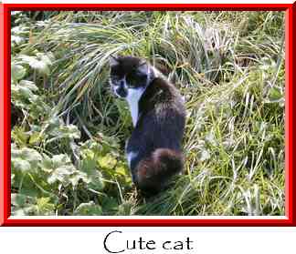 Cute cat Thumbnail