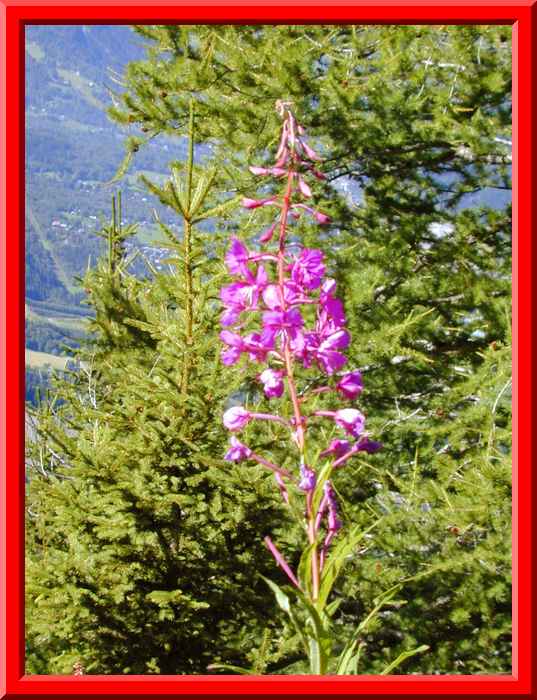 Wildflowers