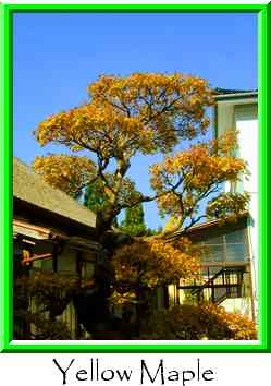 Yellow Maple Thumbnail