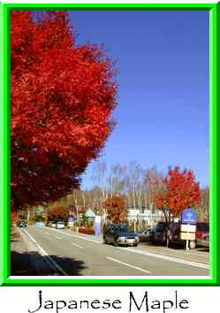 Japanese Maple Thumbnail