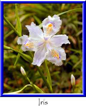 Iris Thumbnail
