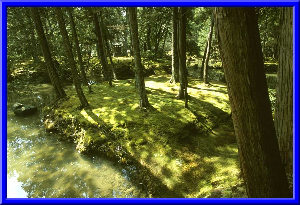 Yet more moss