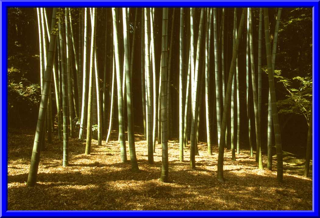 Bamboo