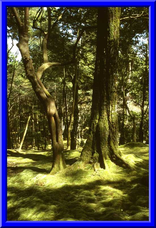 Large Tree
