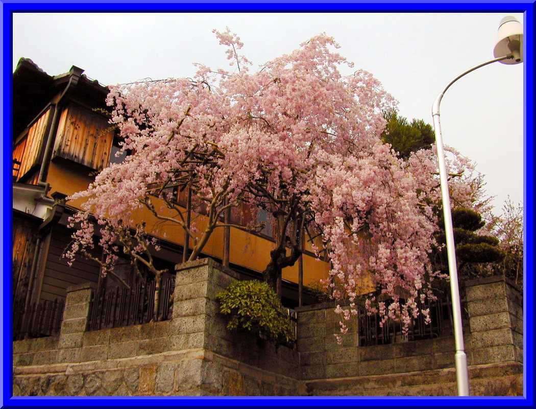 Cherry blossoms