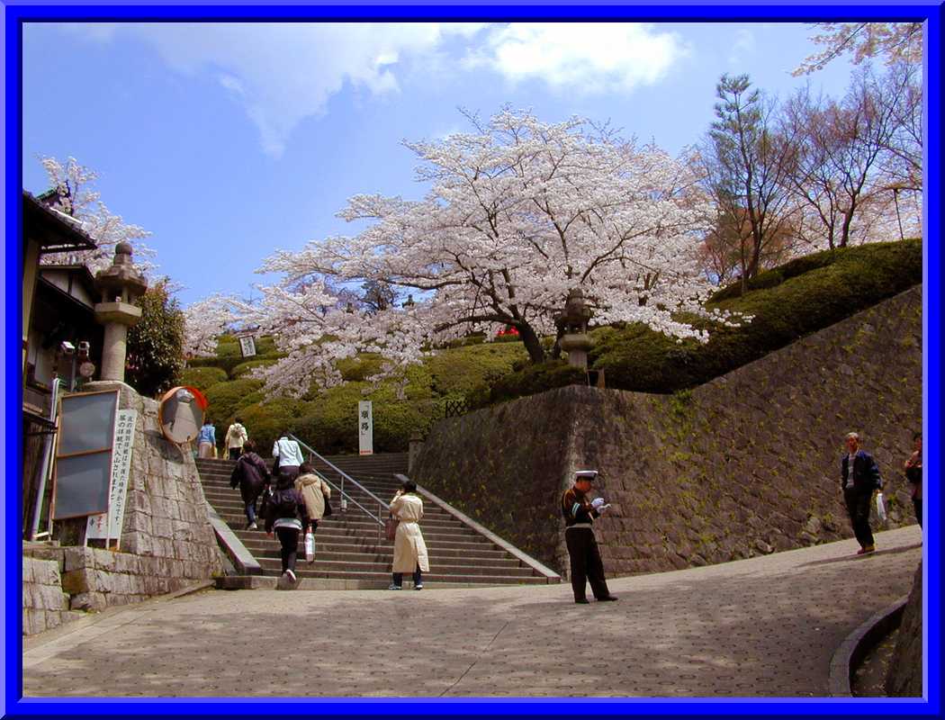 Cherry blossoms