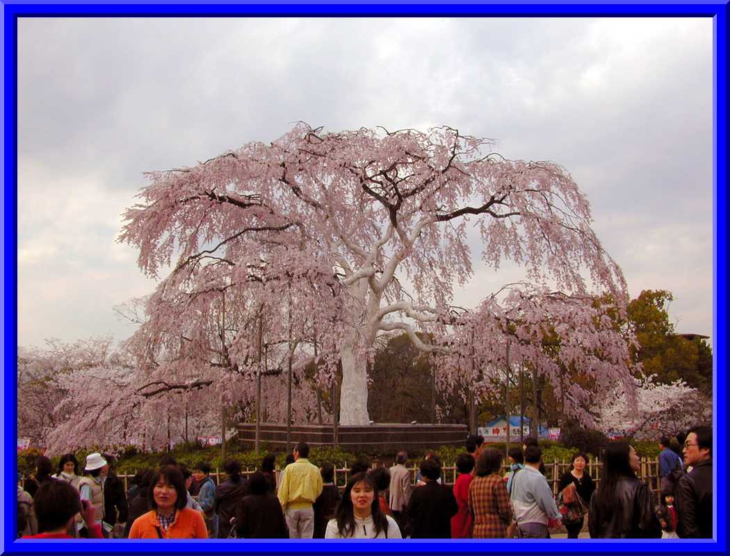 Large Cherry Tree