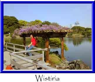 Wistiria Thumbnail