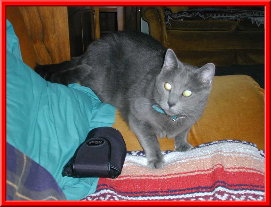 Smokey the Cat