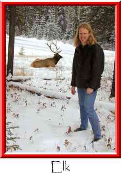 Elk Thumbnail