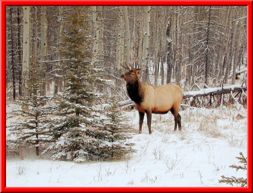 Elk