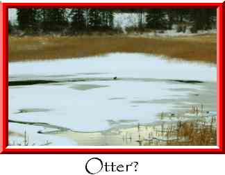 Otter? Thumbnail